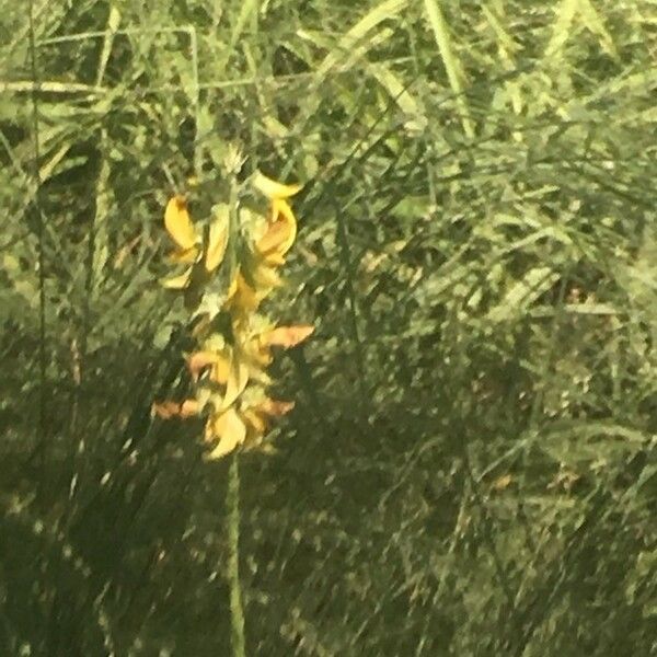 Crotalaria spectabilis Çiçek