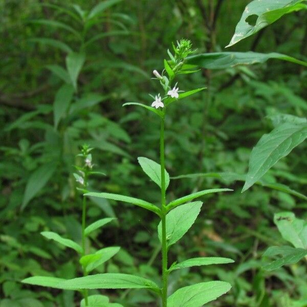 Lobelia spicata Habit