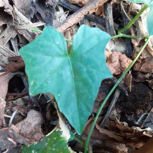 Melothria pendula পাতা