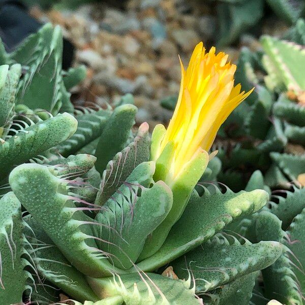 Faucaria tigrina Habitus