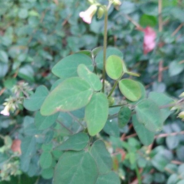 Oxalis barrelieri Leaf