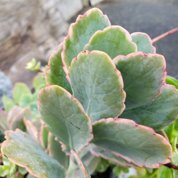 Kalanchoe laxiflora Yaprak