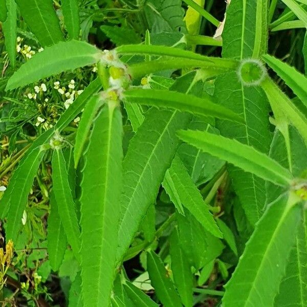 Euphorbia crotonoides Folha