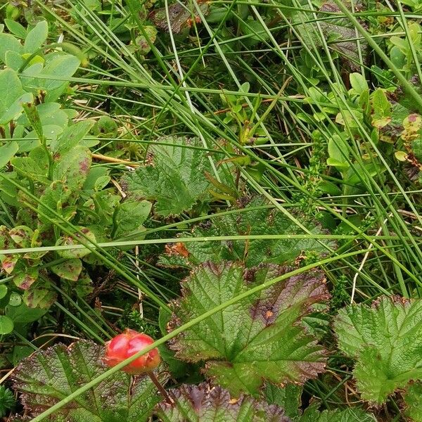 Rubus chamaemorus عادت