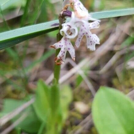 Galearis rotundifolia Flower