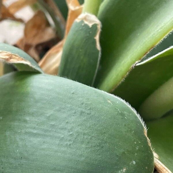 Haemanthus albiflos Hostoa