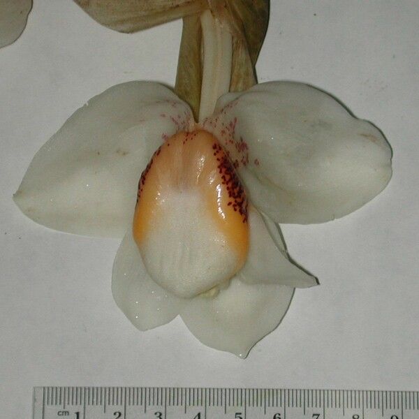 Stanhopea ecornuta Flor