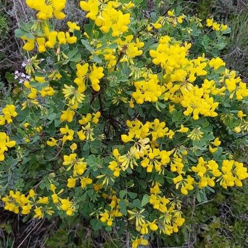 Coronilla valentina Habit