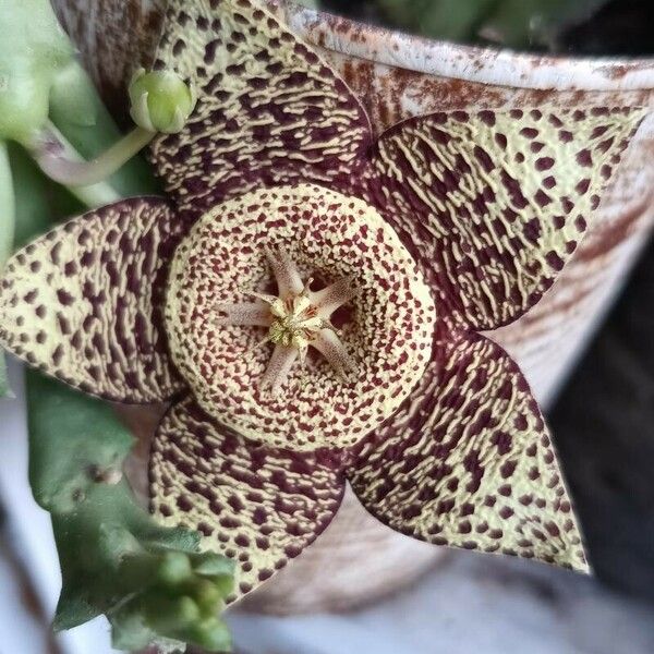 Orbea variegata Flower