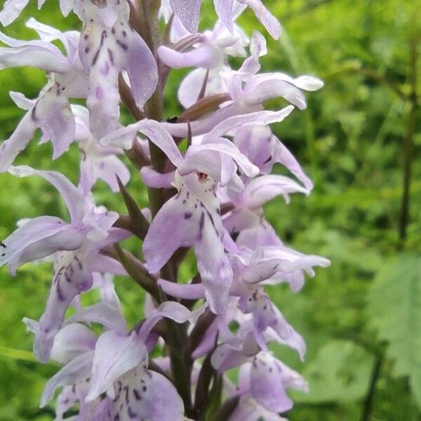 Dactylorhiza fuchsii 花