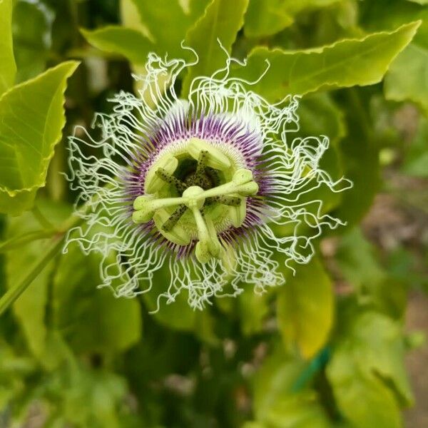 Passiflora edulis Flower