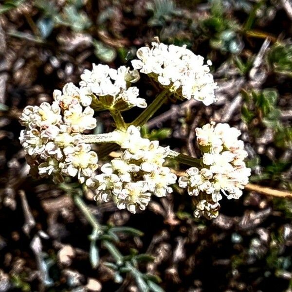 Seseli montanum Flower