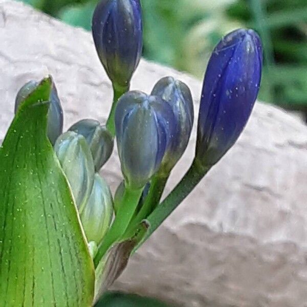 Agapanthus africanus Blomma