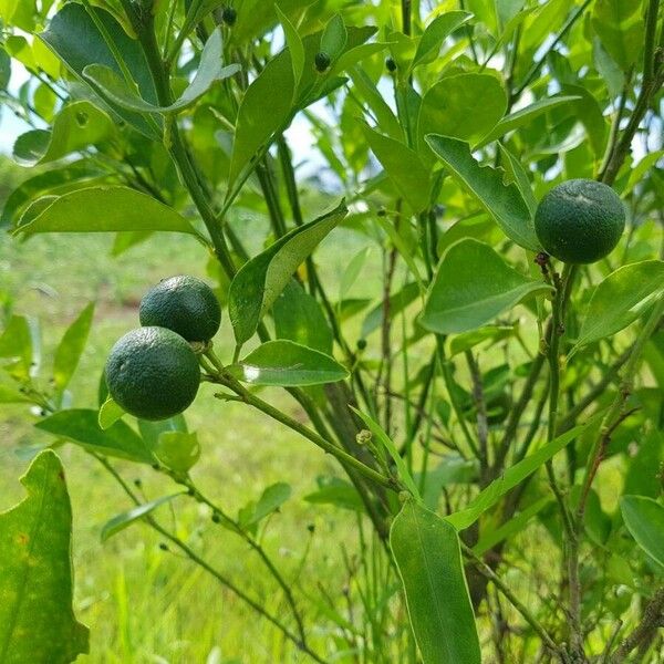 Citrus aurantifolia Fruit