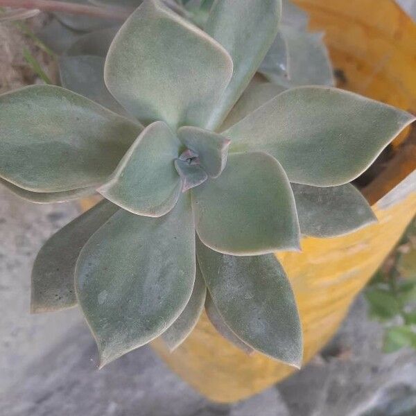 Echeveria gibbiflora Leaf