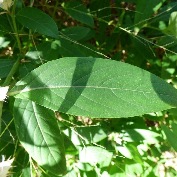 Barleria cristata Leaf