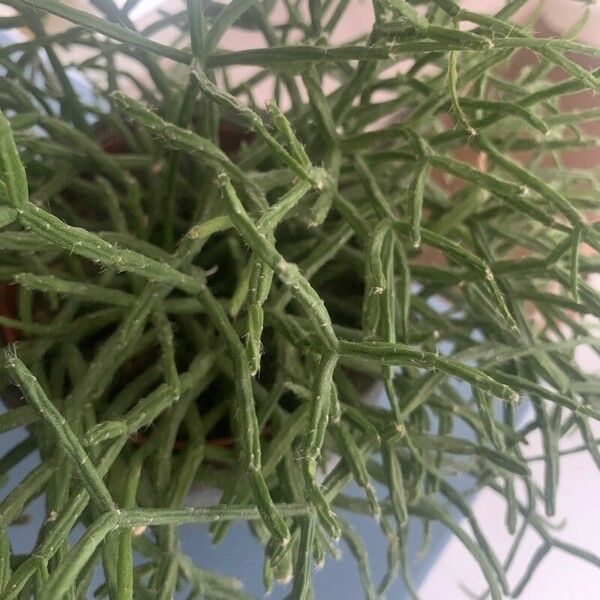 Rhipsalis baccifera Leht