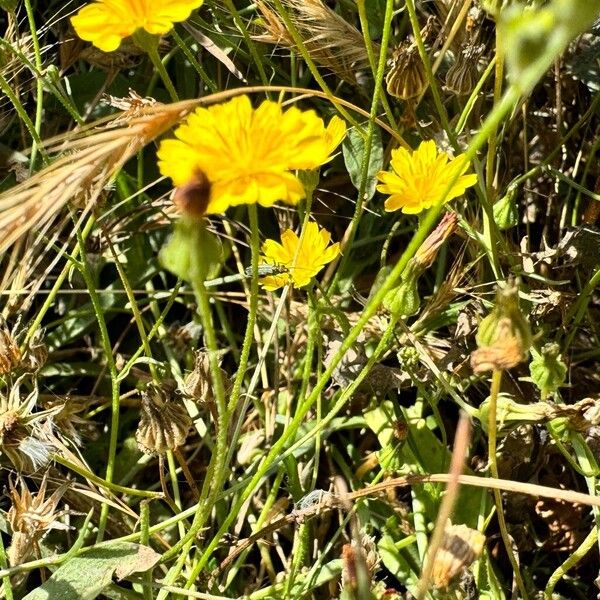 Launaea nudicaulis ᱛᱟᱦᱮᱸ