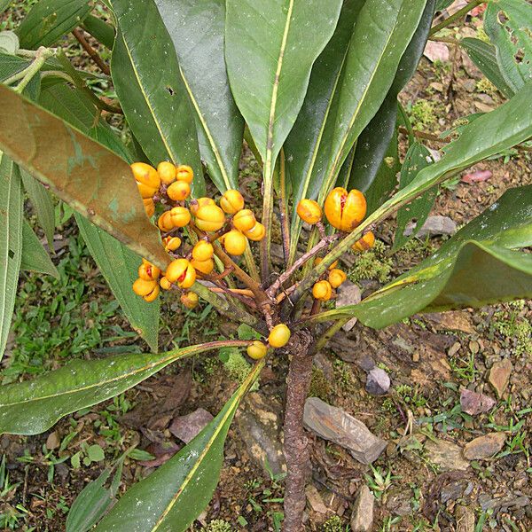 Pittosporum morierei Flors