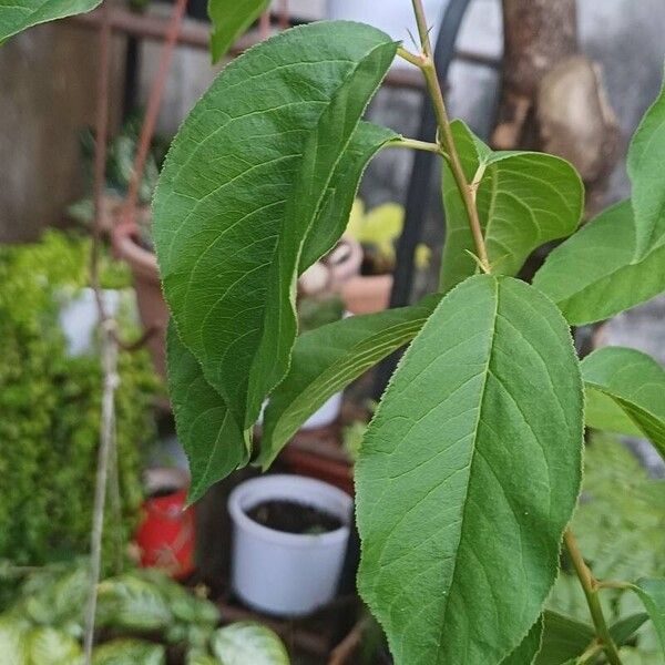 Prunus salicina Leaf