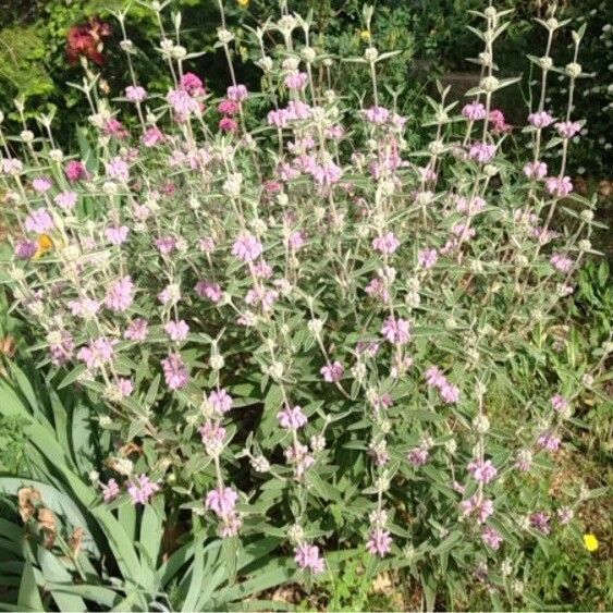 Phlomis purpurea Habitus