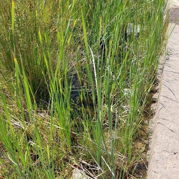 Typha domingensis Habit