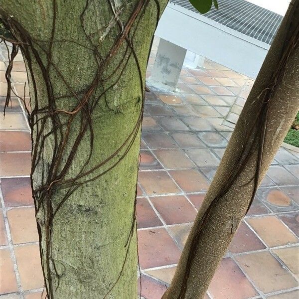Ficus rubiginosa 樹皮