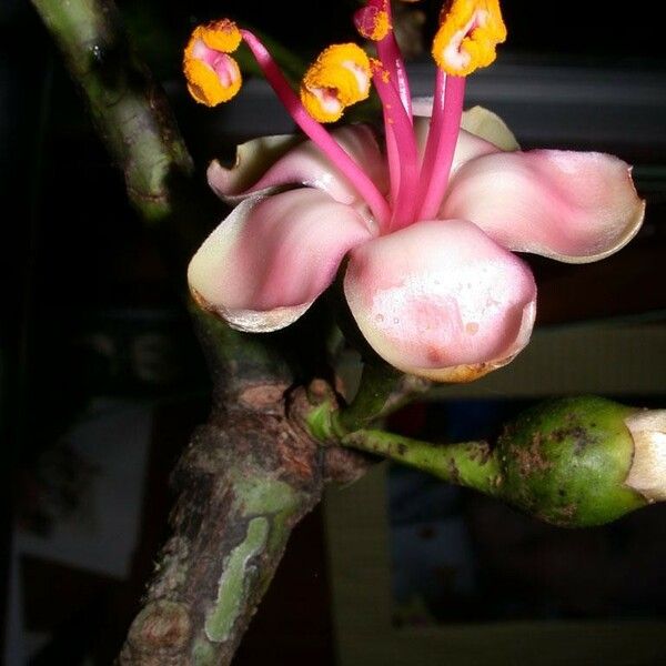 Ceiba pentandra Flower