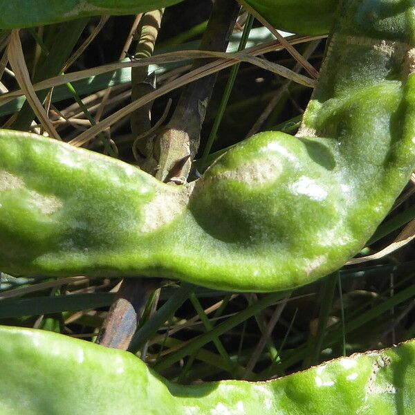 Anagyris foetida Fruchs