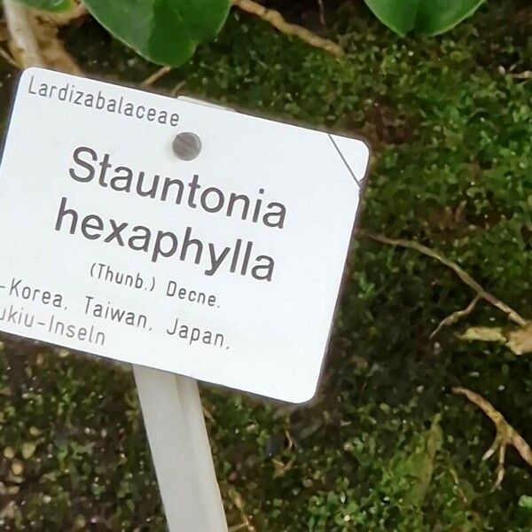 Stauntonia hexaphylla Inny