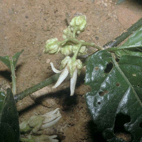 Solanum leucopogon Кветка