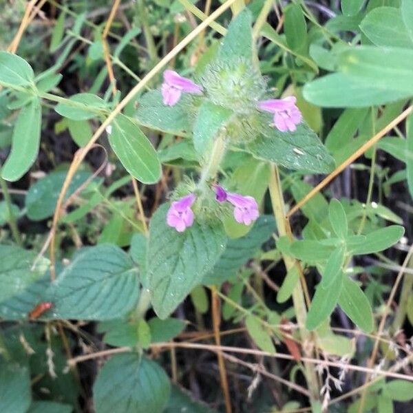 Clinopodium vulgare Blodyn