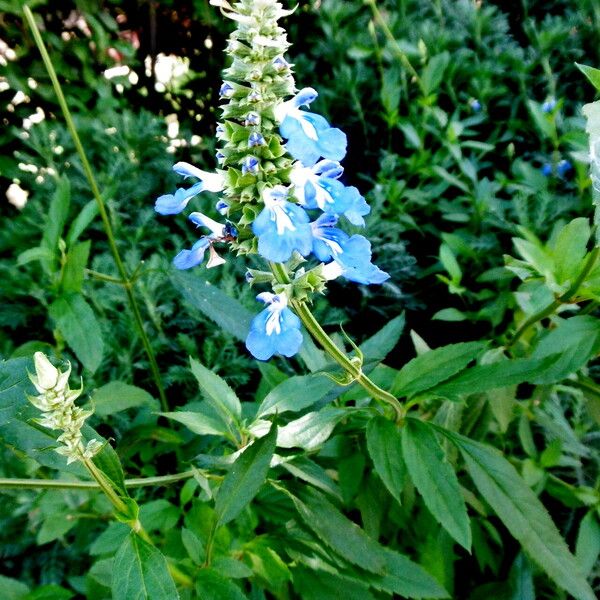 Salvia uliginosa Blomma