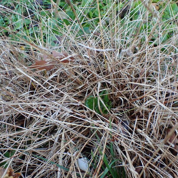 Carex oederi Συνήθη χαρακτηριστικά