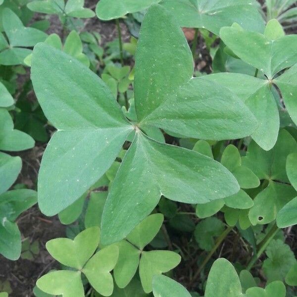 Oxalis latifolia Foglia