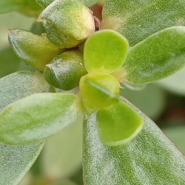 Portulaca oleracea Fruit