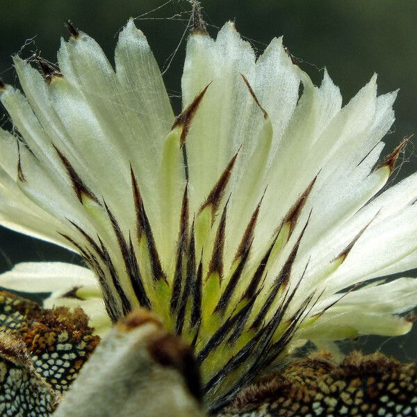 Astrophytum myriostigma Flower