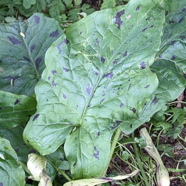 Arum maculatum Foglia