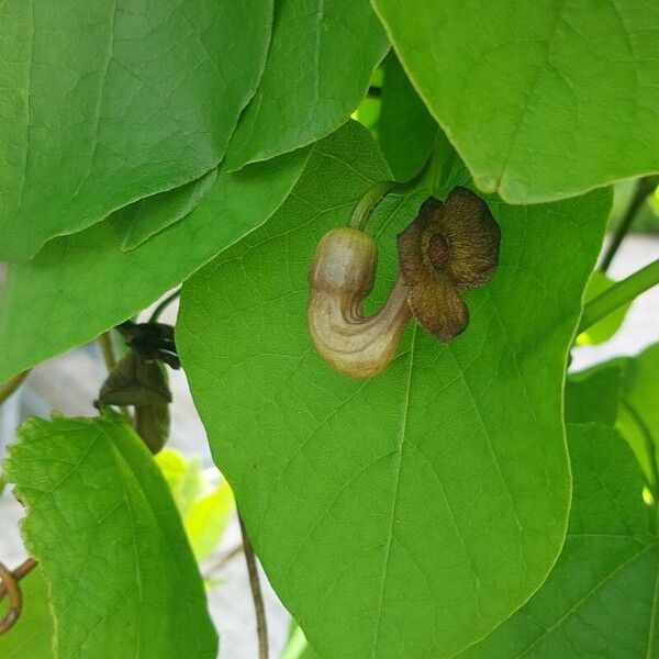 Aristolochia macrophylla Blomma