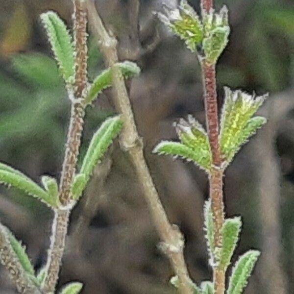 Satureja cuneifolia Blad