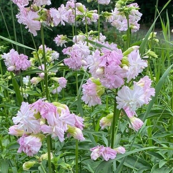 Saponaria officinalis Flower