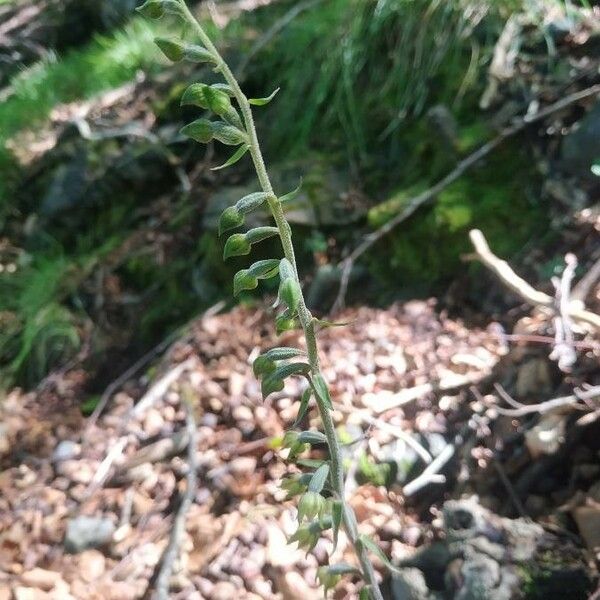 Epipactis microphylla 花