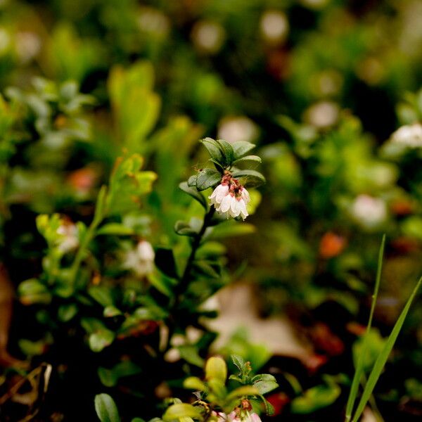 Vaccinium vitis-idaea Habitat