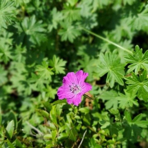 Geranium sanguineum Λουλούδι