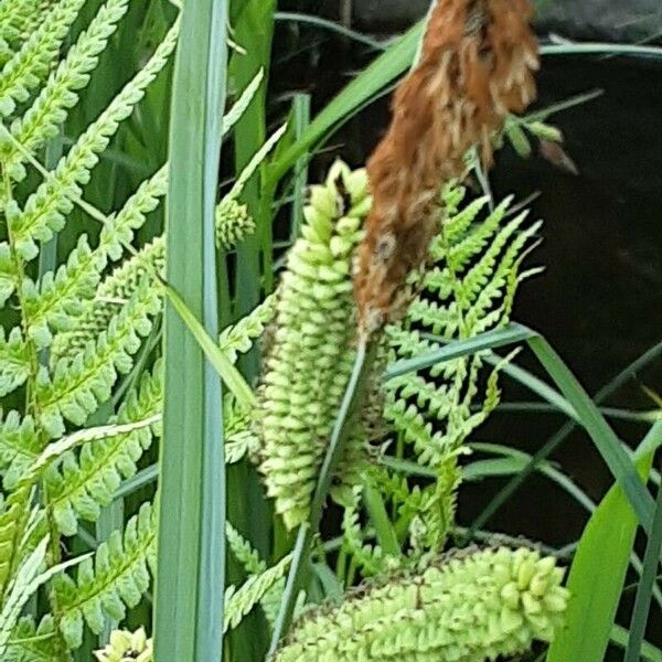 Carex acutiformis फूल