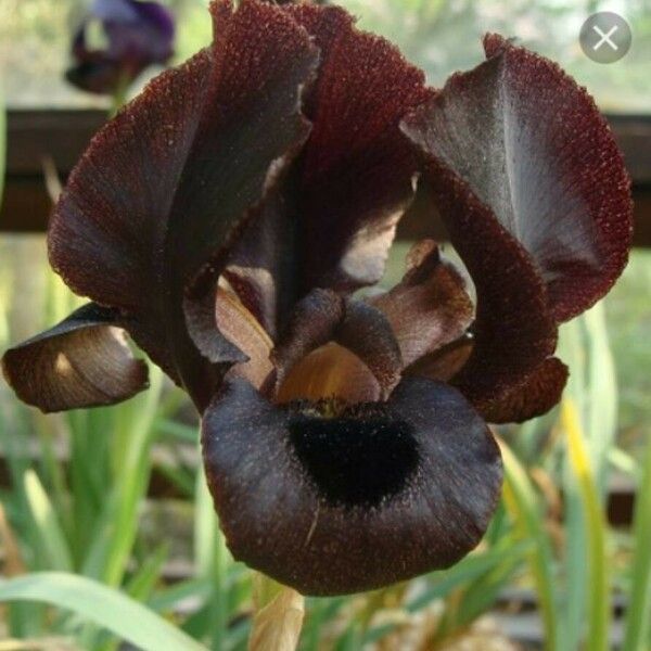 Iris bostrensis Flower