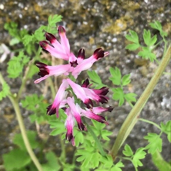 Fumaria muralis Fiore