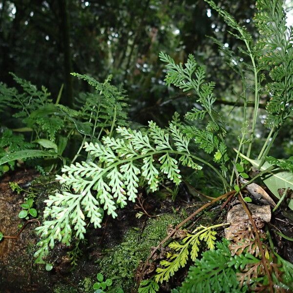 Asplenium theciferum Облик