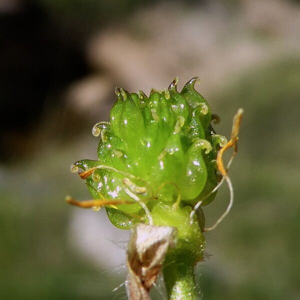 Ranunculus montanus Fruit