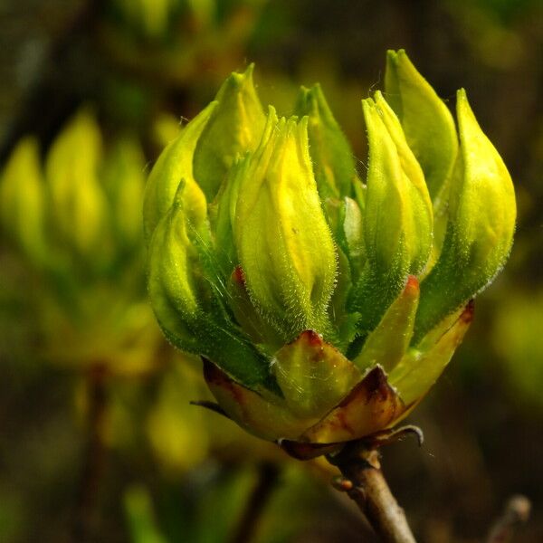 Rhododendron luteum 花